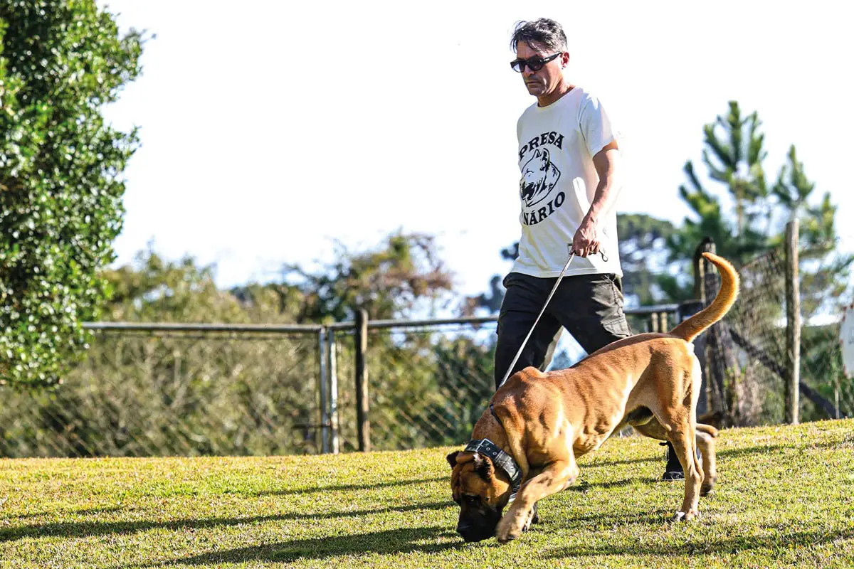 Cães de Guarda