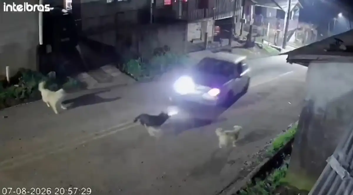 atropelamento cachorro palmas