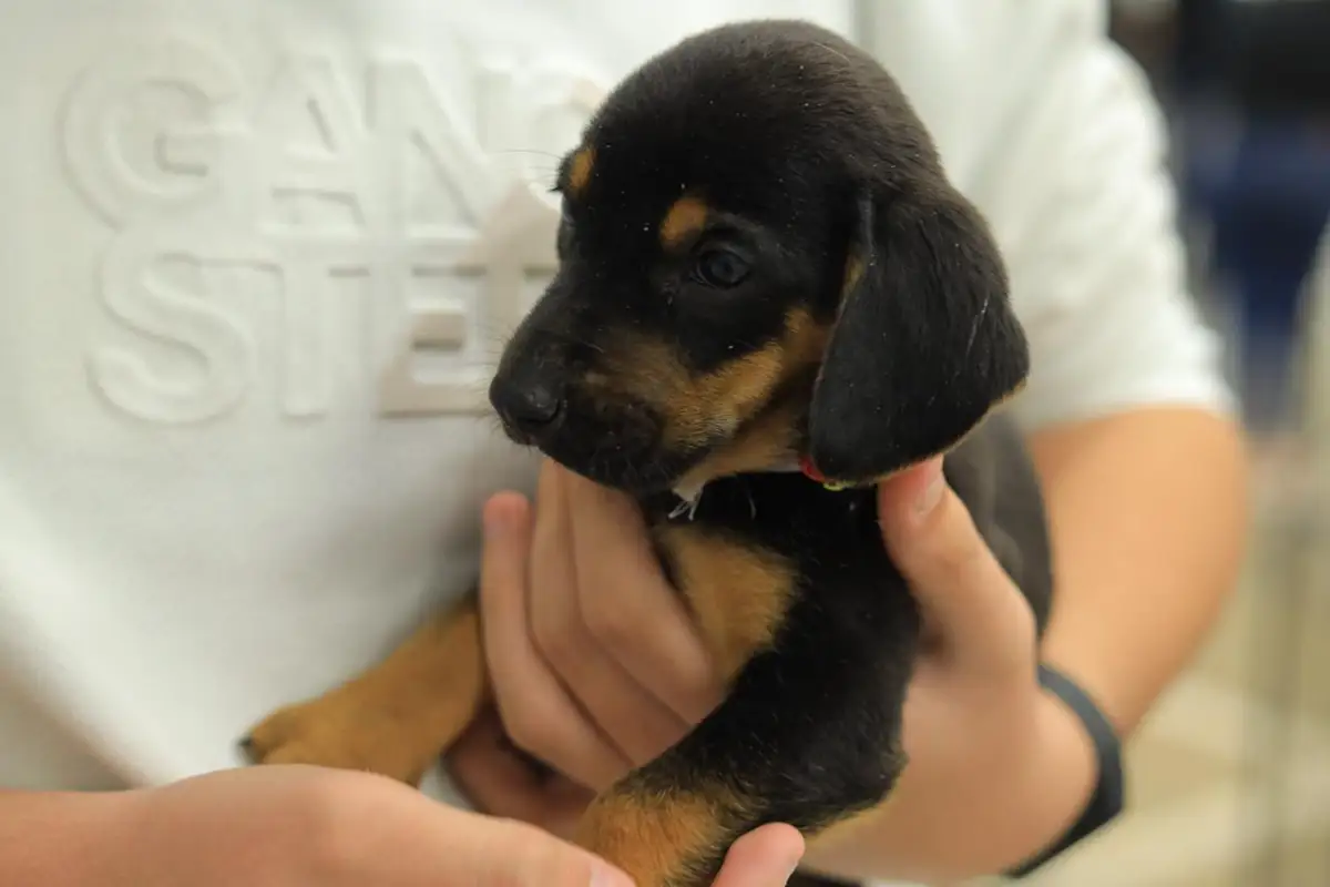 filhote de cachorro adoção