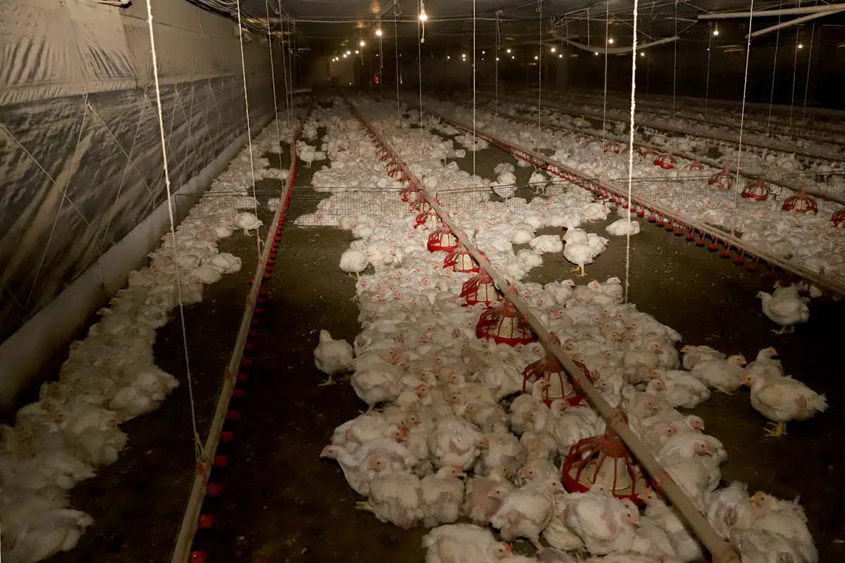 frango aviário