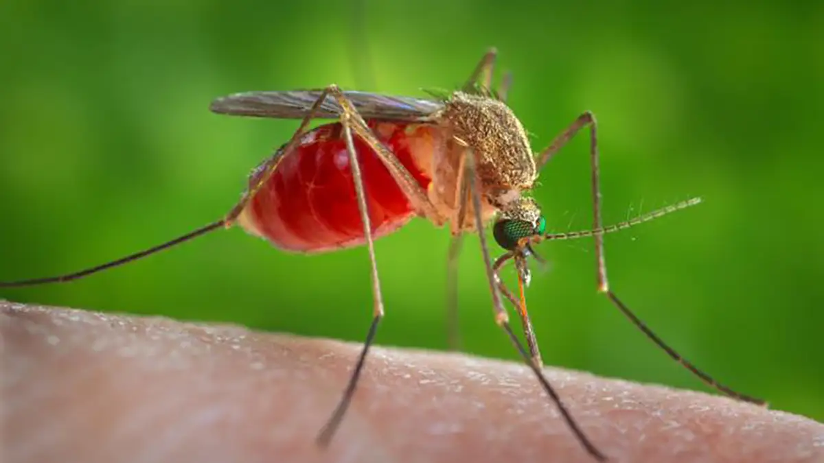 mosquito transmissor da febre do nilo ocidental